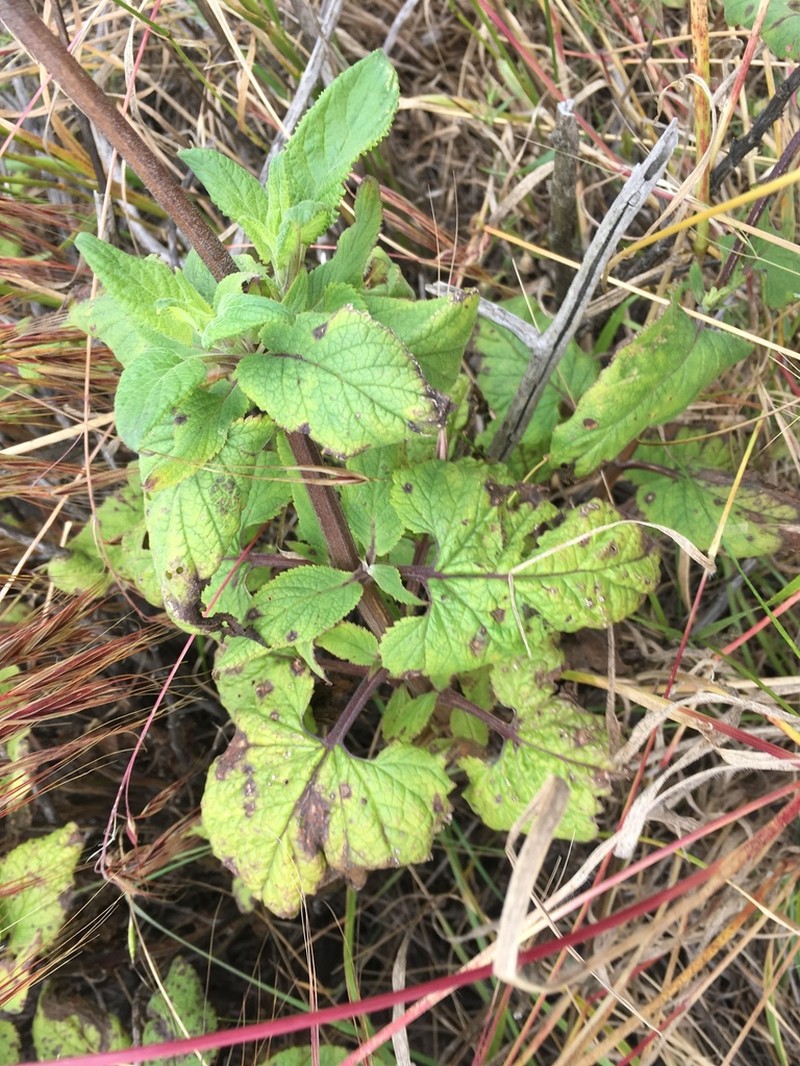 Santa Catalina Figwort photo 7