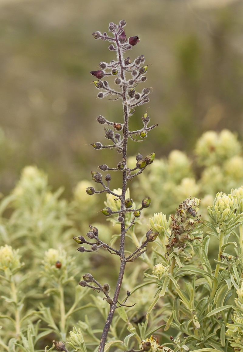 Santa Catalina Figwort