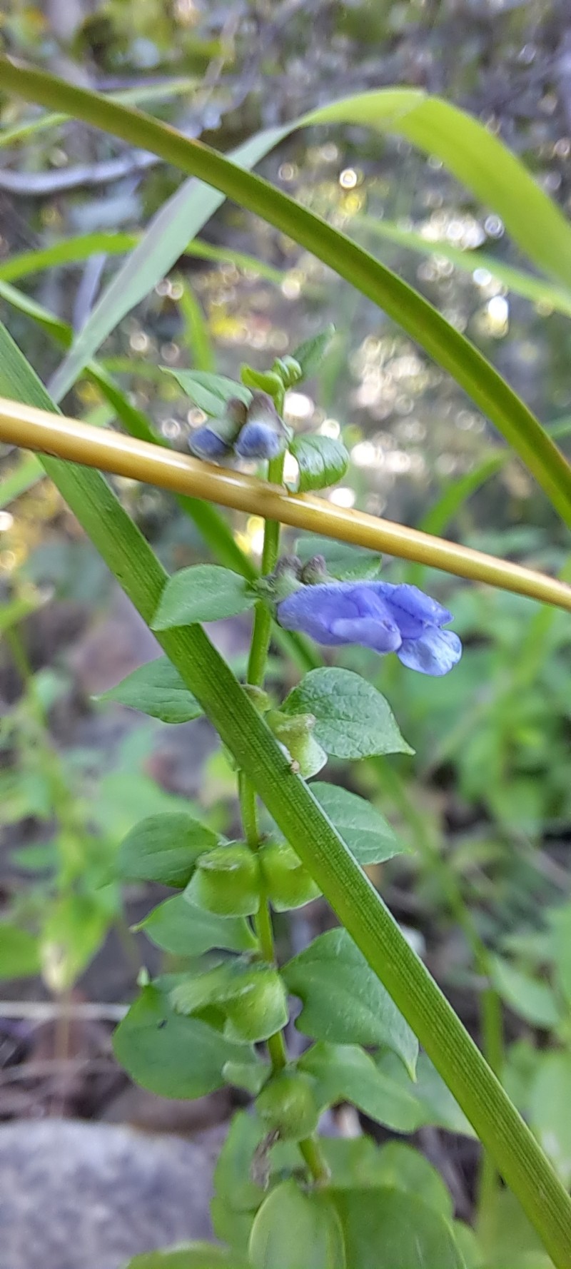 Skullcap