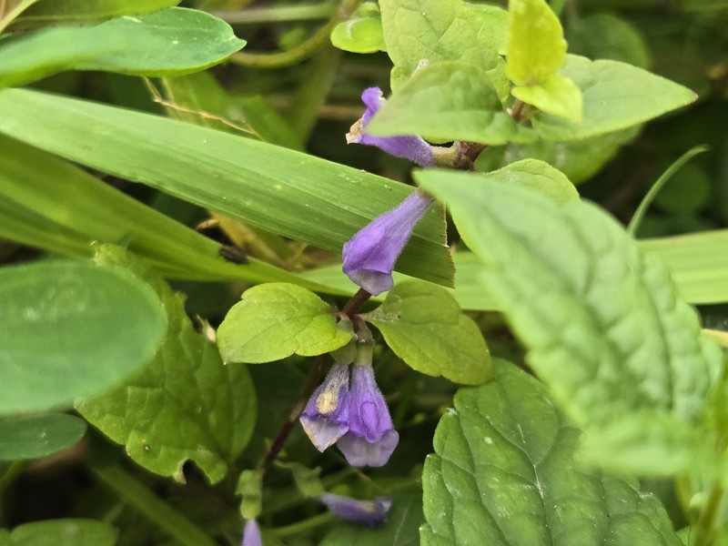 Skullcap photo 2