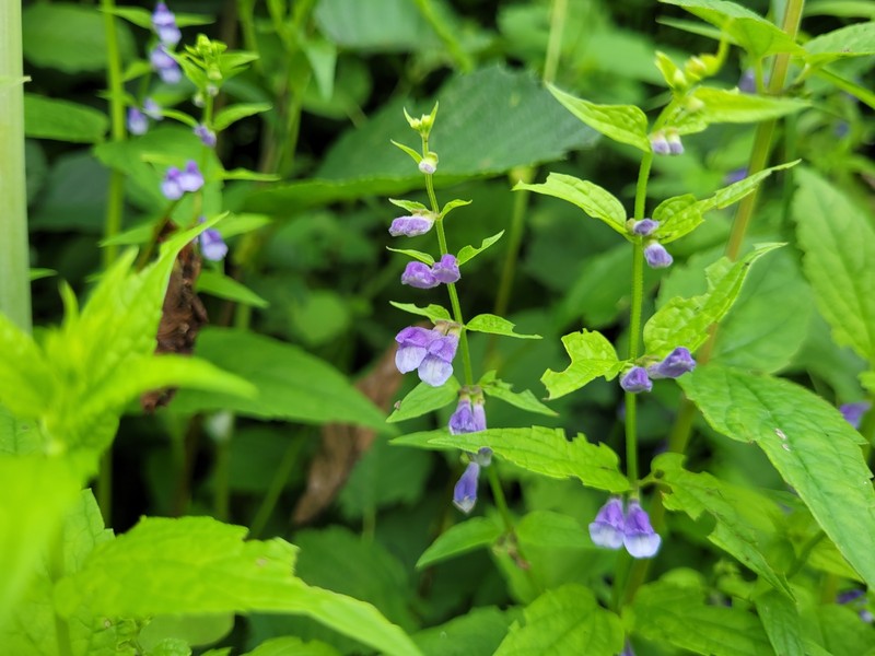 Skullcap photo 3