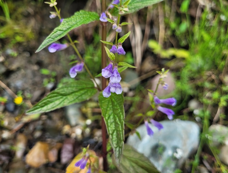 Skullcap photo 4
