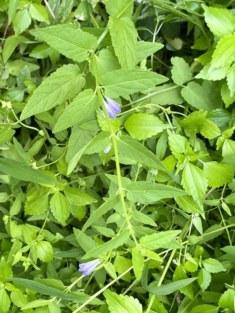 Skullcap photo 5