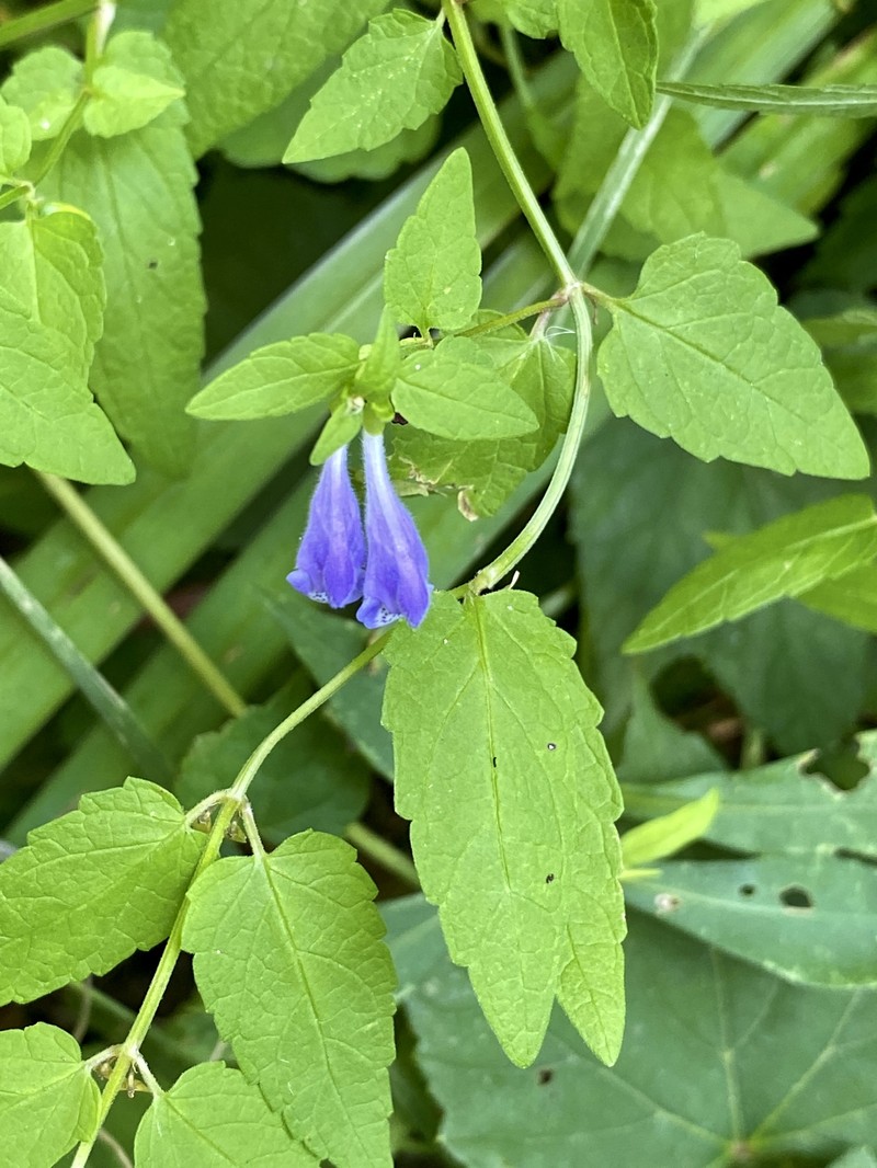 Skullcap photo 6