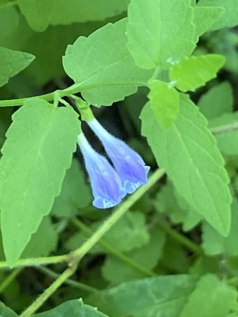 Skullcap photo 8