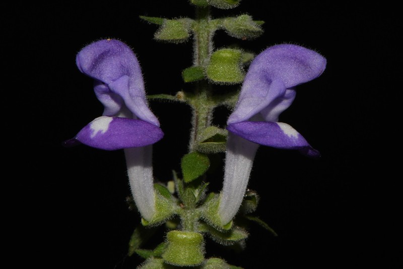 Alabama Skullcap photo 4