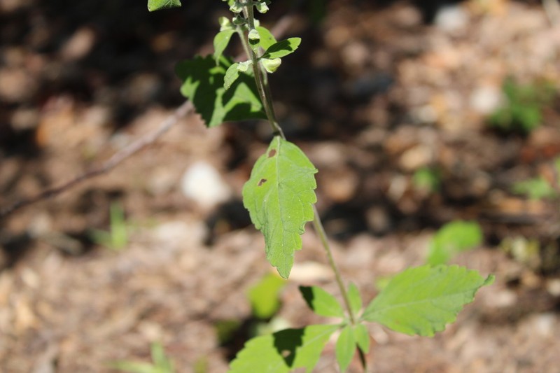 Alabama Skullcap photo 5