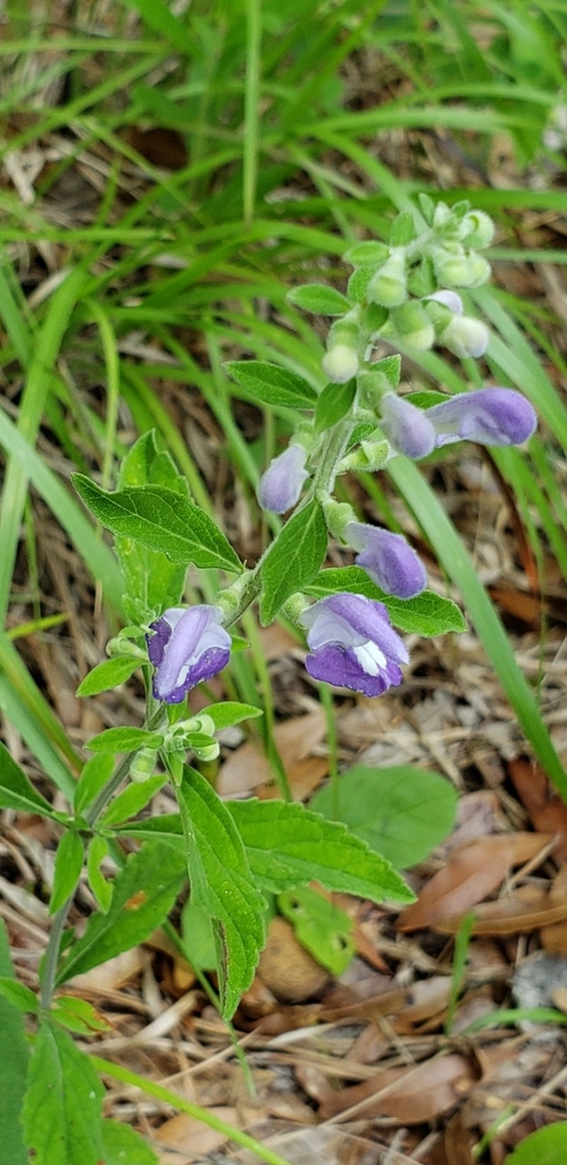 Alabama Skullcap photo 6