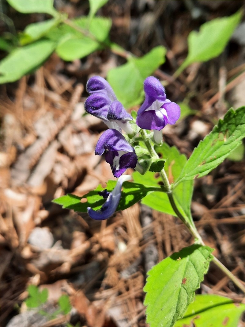 Alabama Skullcap photo 7