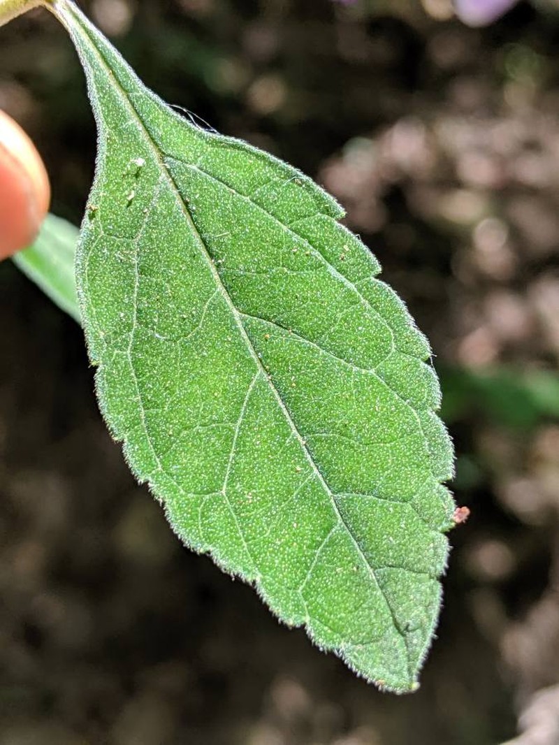 Alabama Skullcap photo 2