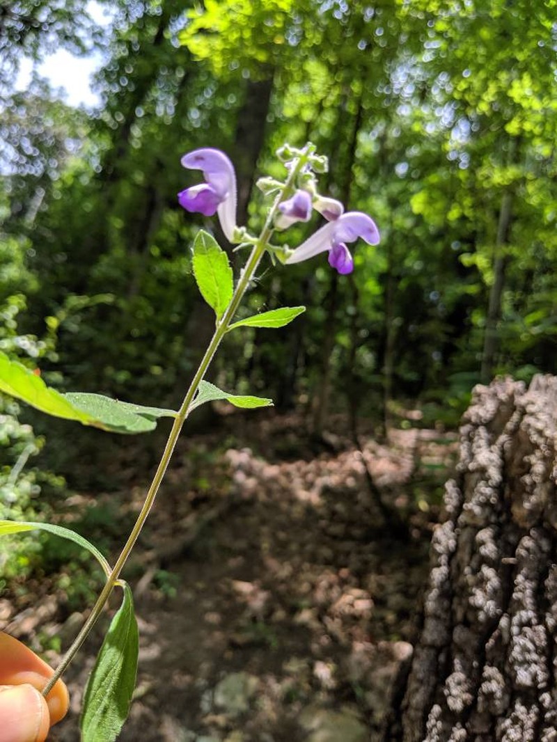 Alabama Skullcap photo 3