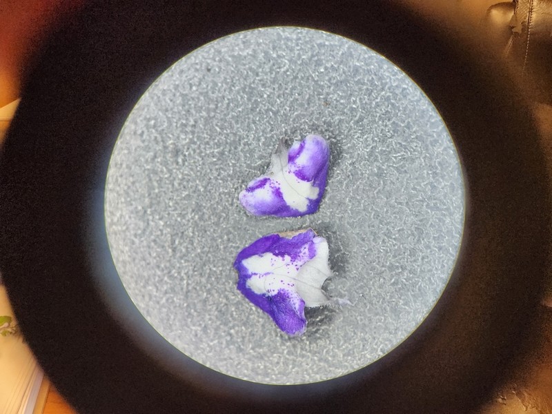 Pineland Skullcap