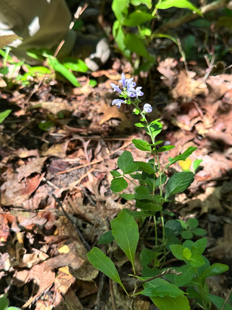 Pineland Skullcap photo 2