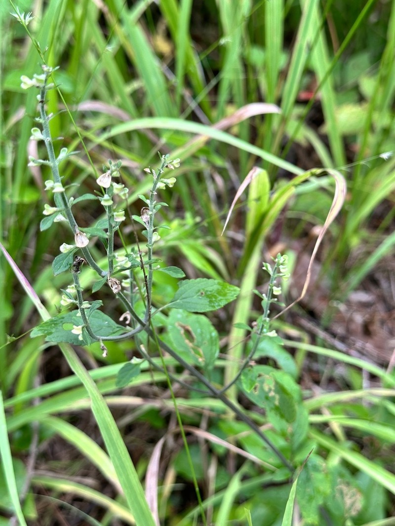 Pineland Skullcap photo 3