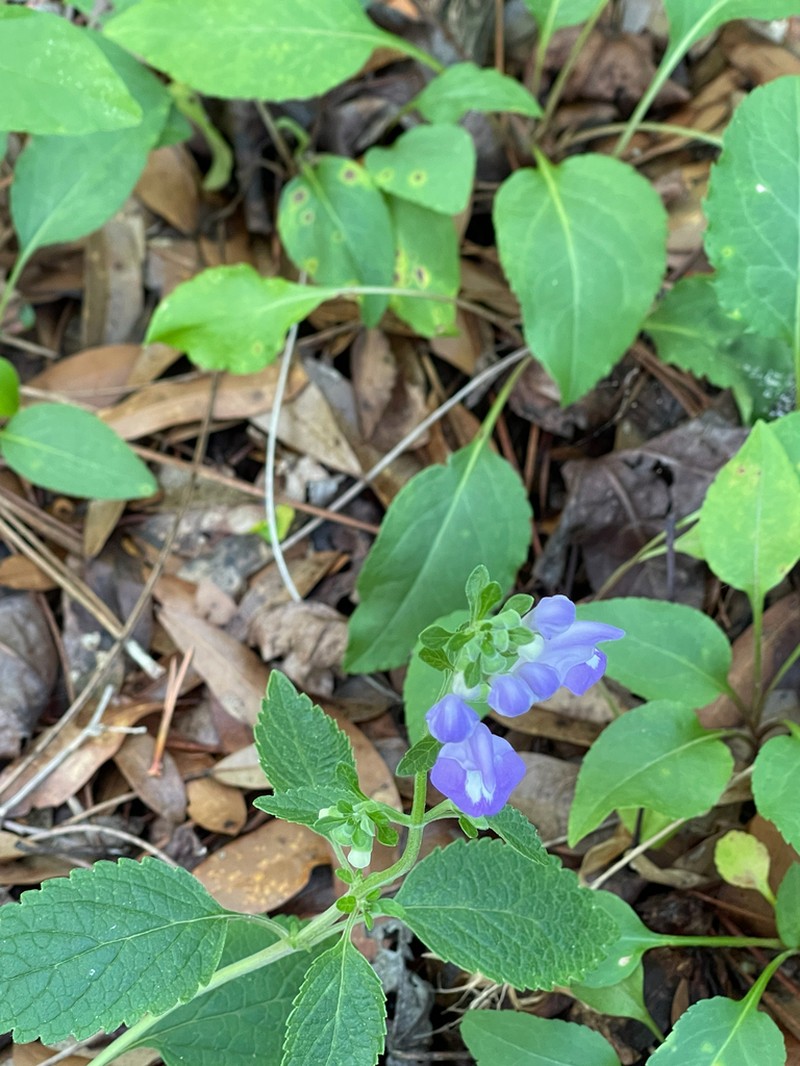 Pineland Skullcap photo 4