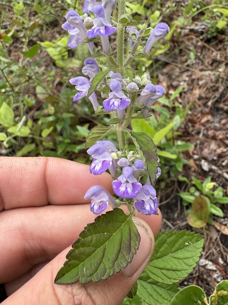 Pineland Skullcap photo 5