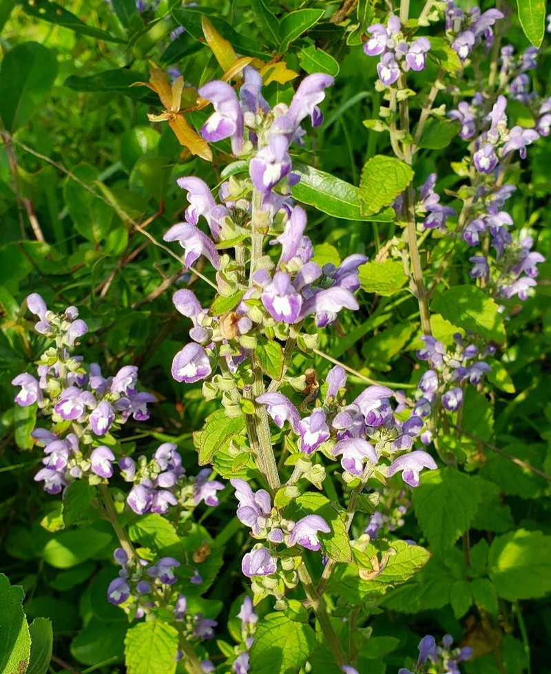 Pineland Skullcap photo 6