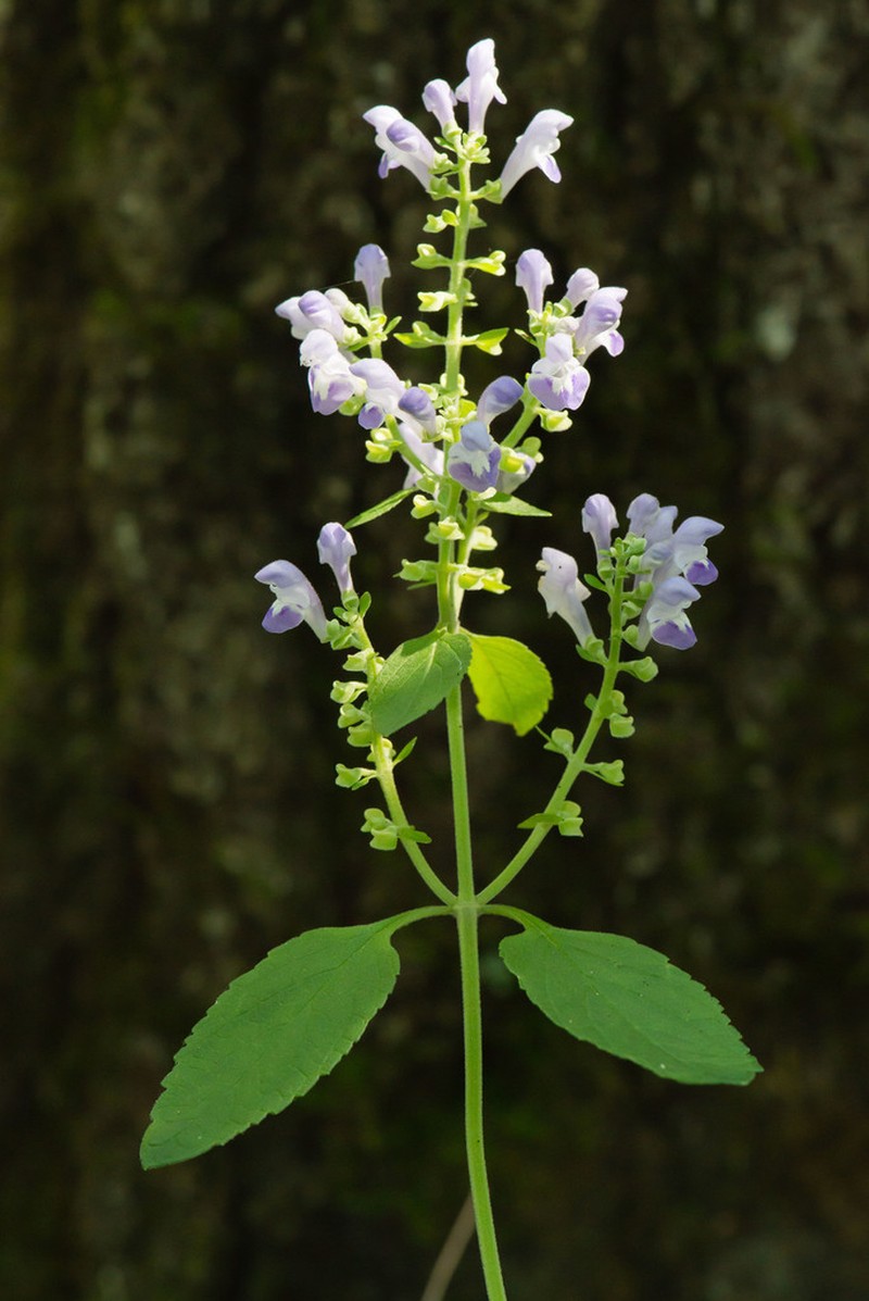 Pineland Skullcap photo 7