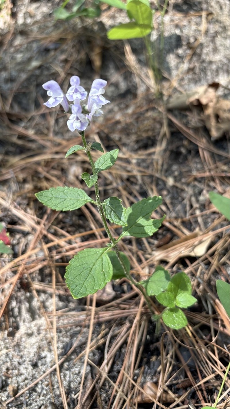 Pineland Skullcap photo 8