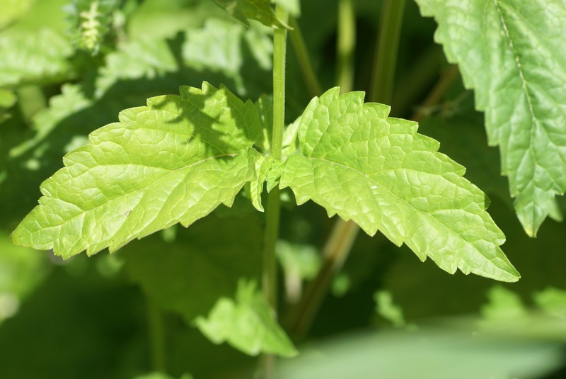 Tall Skullcap photo 4