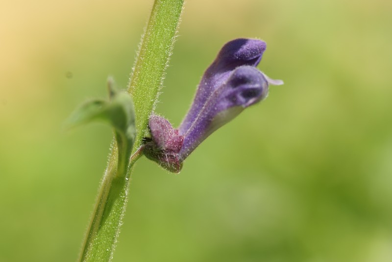Tall Skullcap photo 5