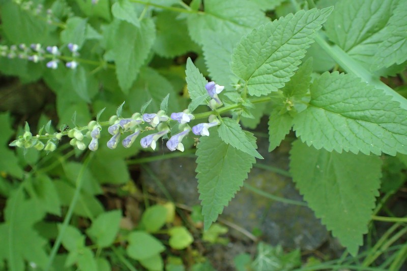 Tall Skullcap photo 2