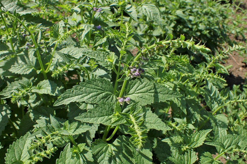 Tall Skullcap photo 3