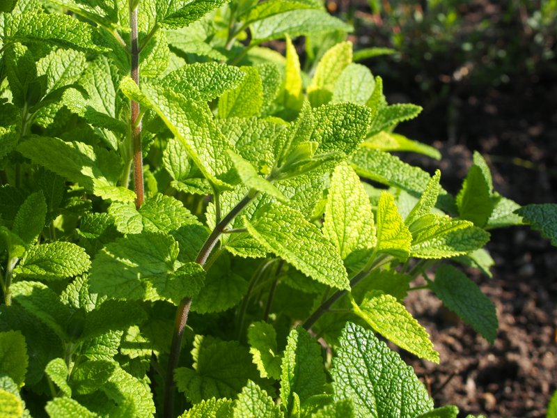 Tall Skullcap photo 6