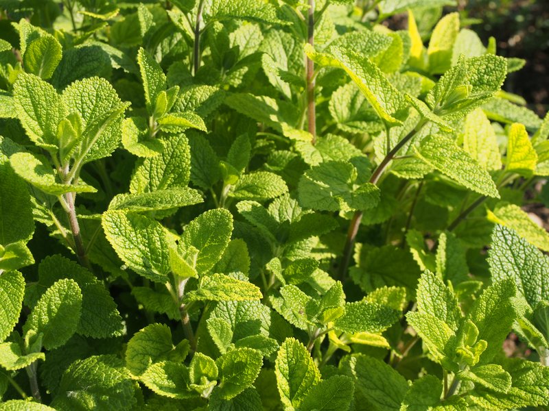 Tall Skullcap photo 7