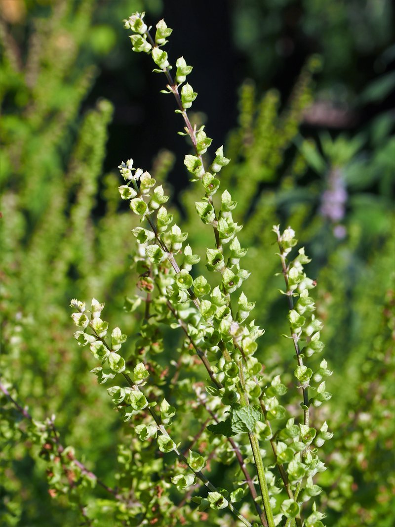 Tall Skullcap photo 8