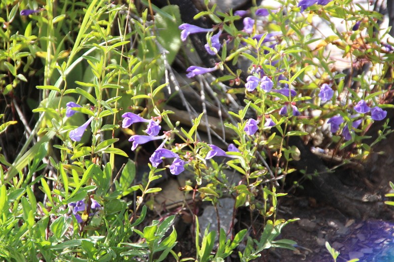 Narrowleaf Skullcap
