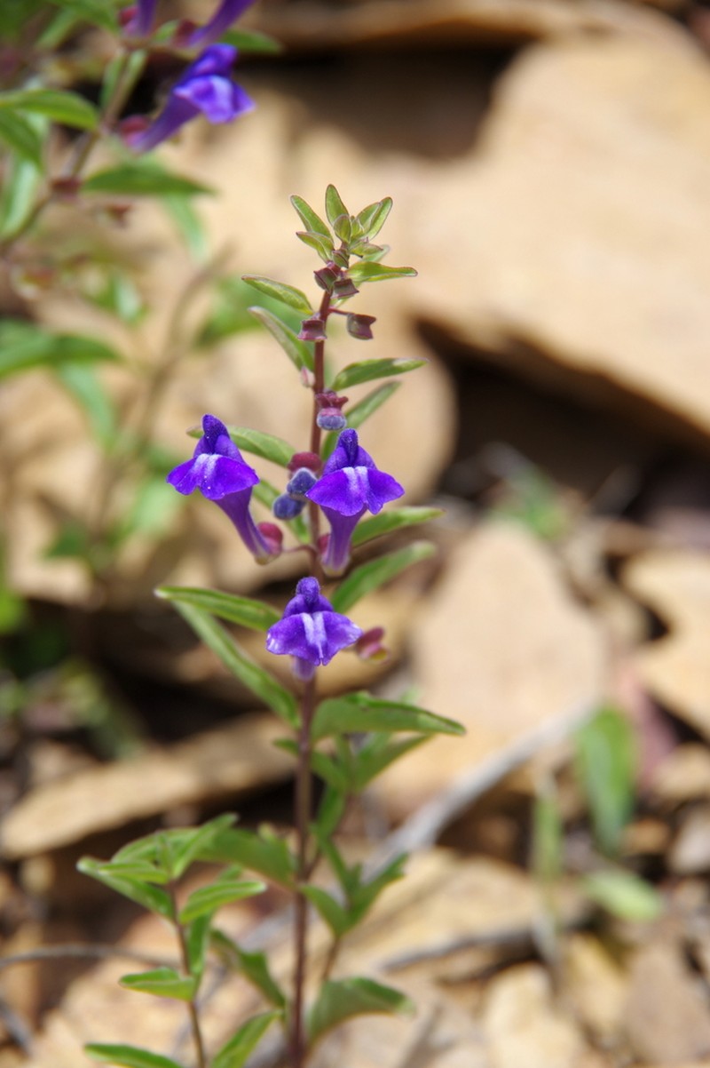 Narrowleaf Skullcap photo 2