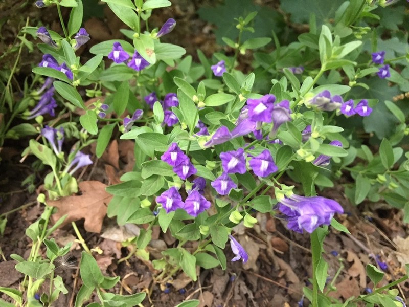 Narrowleaf Skullcap photo 3