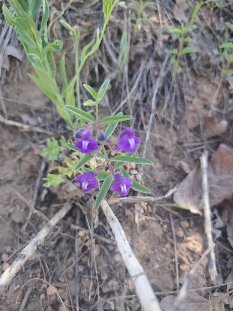 Narrowleaf Skullcap photo 4