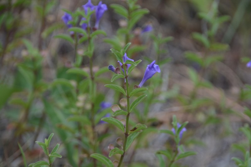 Narrowleaf Skullcap photo 5