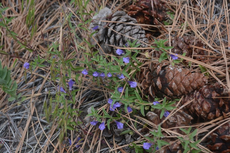 Narrowleaf Skullcap photo 6