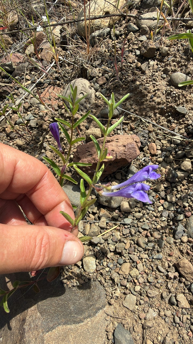 Narrowleaf Skullcap photo 7