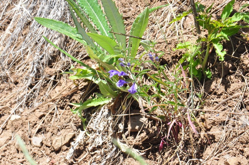 Narrowleaf Skullcap photo 8