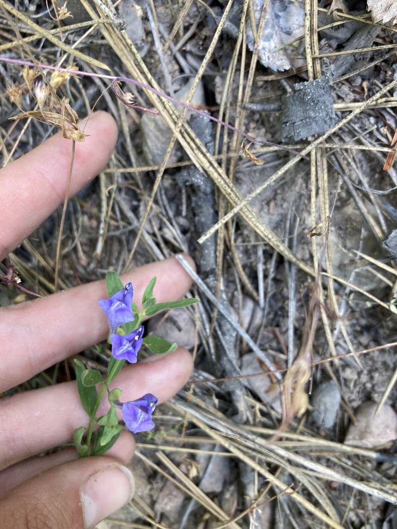 Scutellaria angustifolia subsp. angustifolia