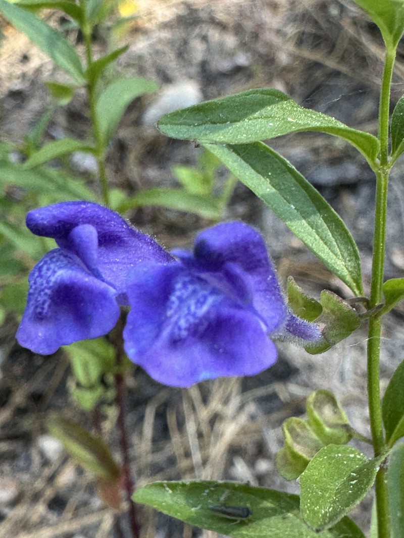 Scutellaria angustifolia subsp. angustifolia photo 2