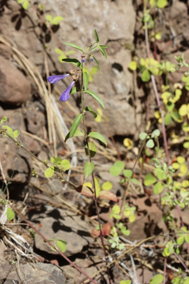 Scutellaria angustifolia subsp. angustifolia photo 3