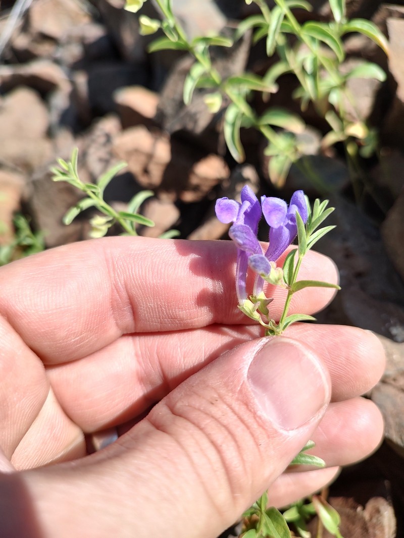 Scutellaria angustifolia subsp. angustifolia photo 4