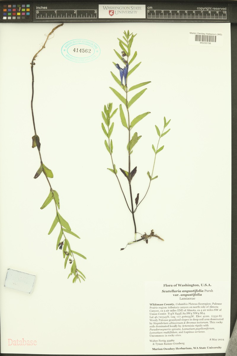Scutellaria angustifolia subsp. angustifolia photo 5
