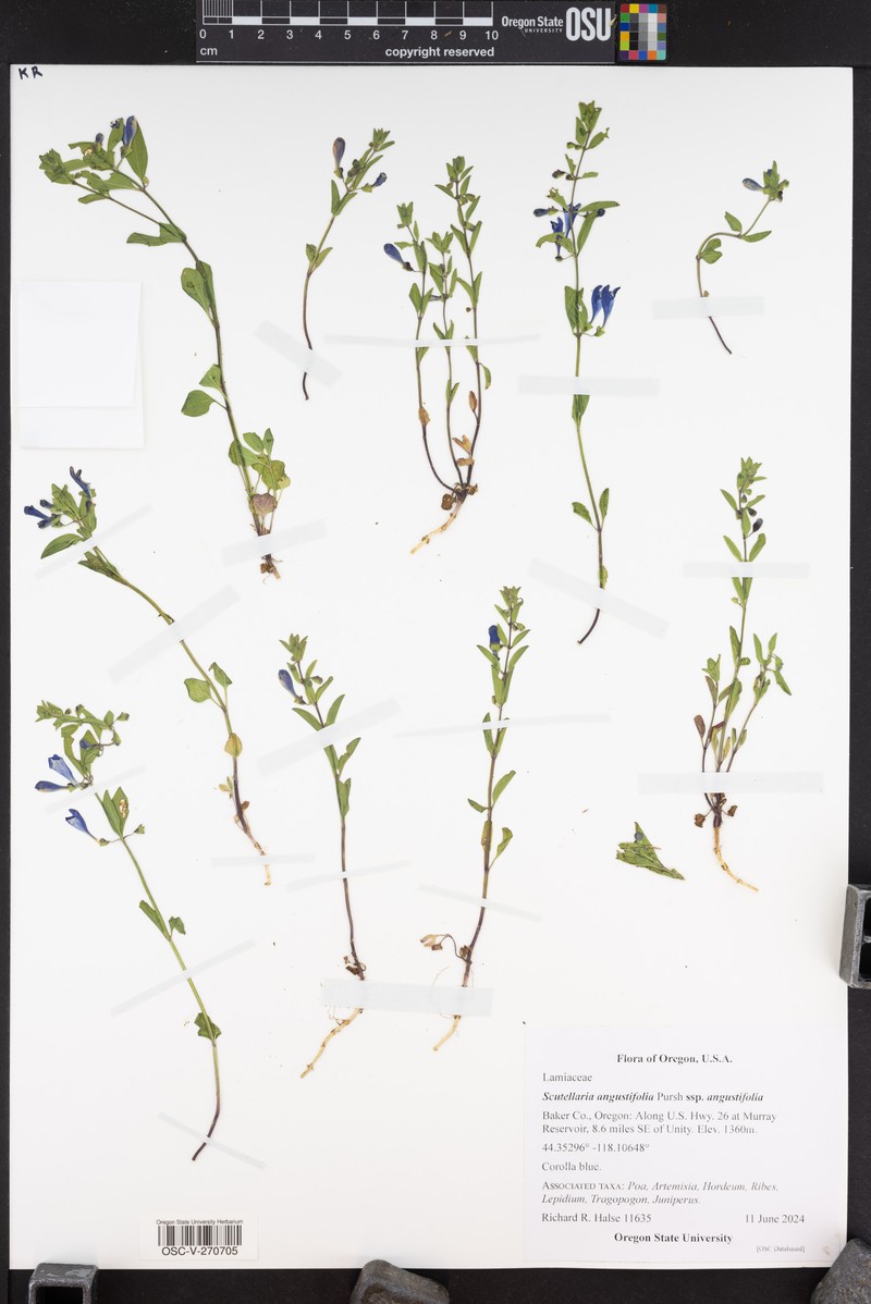Scutellaria angustifolia subsp. angustifolia photo 6