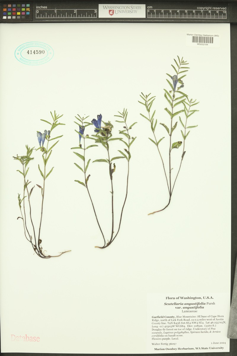 Scutellaria angustifolia subsp. angustifolia photo 7