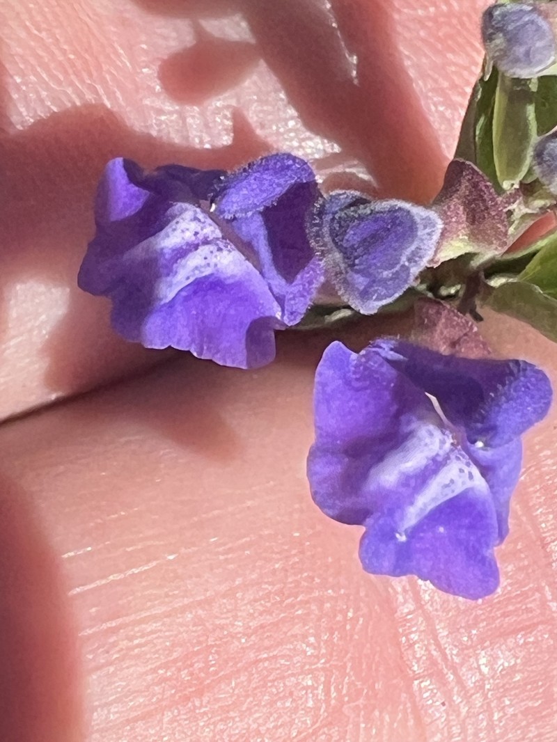 Scutellaria angustifolia subsp. micrantha