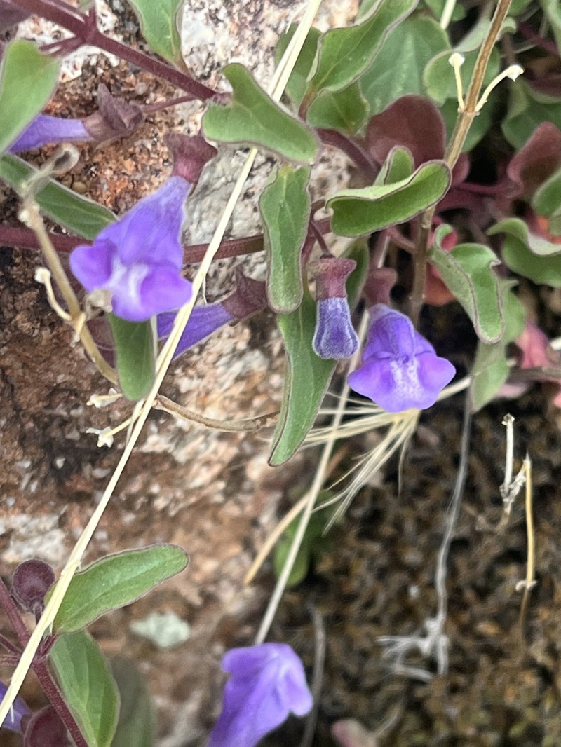 Scutellaria angustifolia subsp. micrantha photo 2