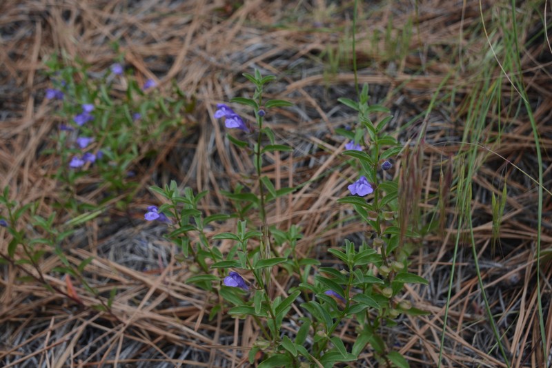 Scutellaria angustifolia subsp. micrantha photo 3