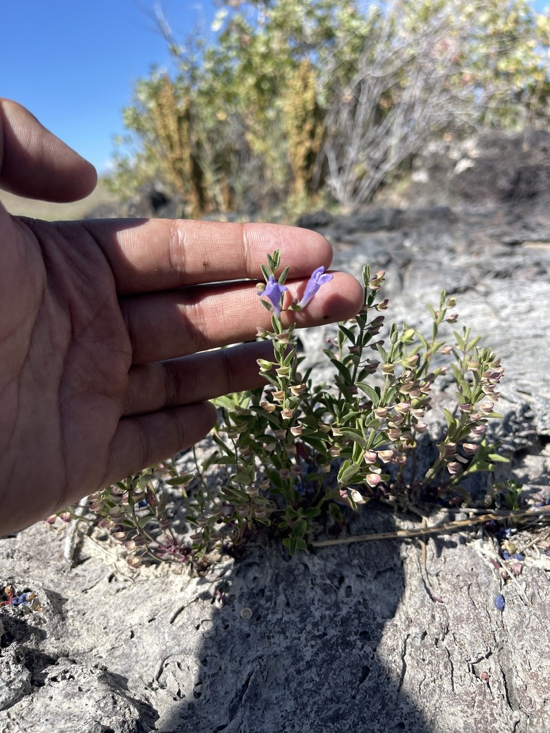Scutellaria angustifolia subsp. micrantha photo 6