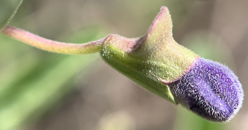 Scutellaria angustifolia subsp. micrantha photo 7